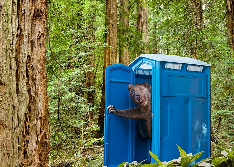 "bear" Meme Templates Imgflip