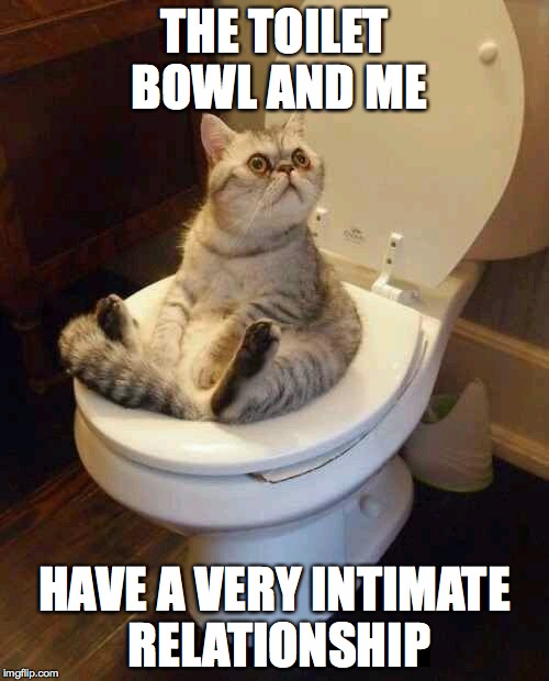Toilet cat Imgflip