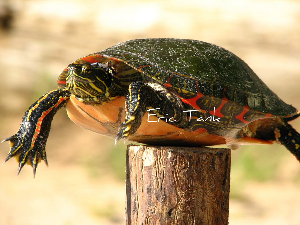 "turtle" Meme Templates Imgflip