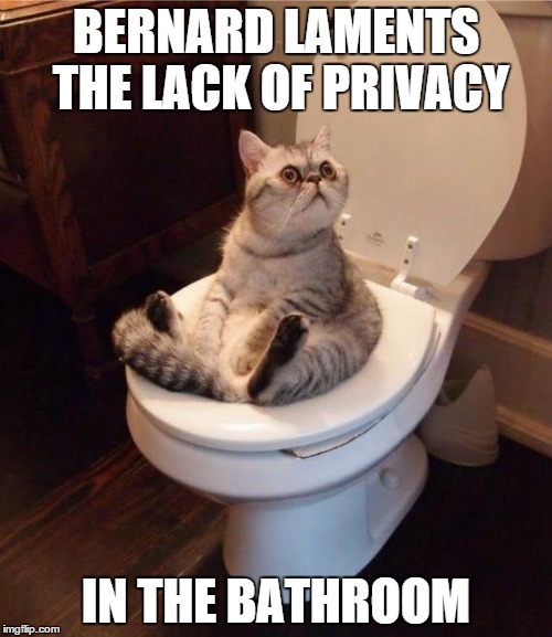 cat bathroom Imgflip