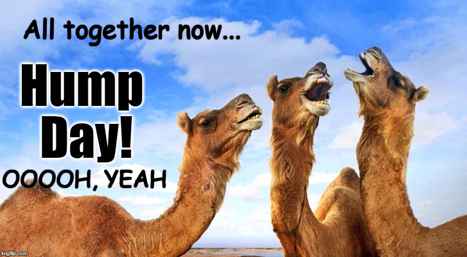 Hump Day Imgflip