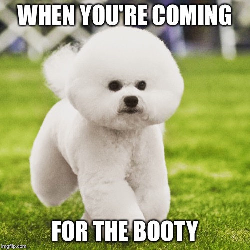 Booty Dog Imgflip