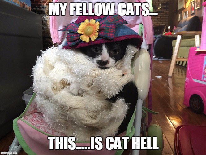 kitten in stroller Imgflip