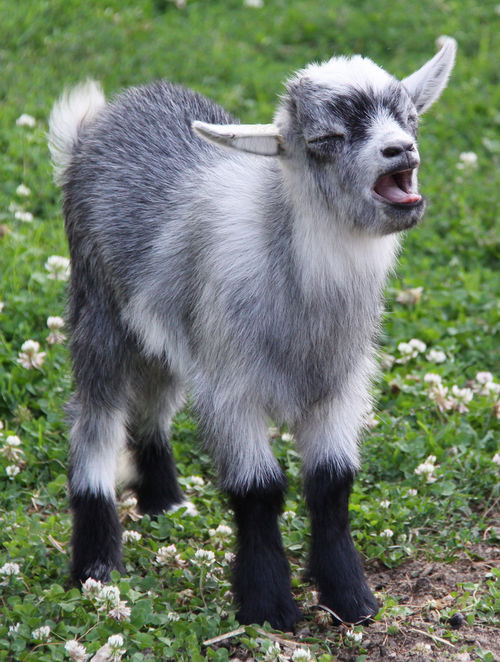 baby goat Memes Imgflip