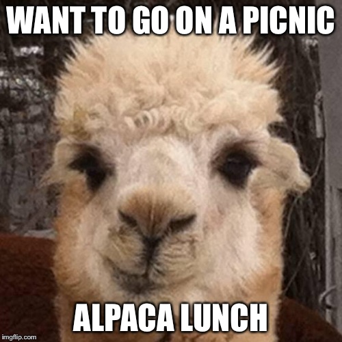Alpaca Smirk Imgflip