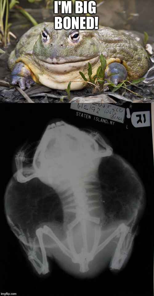 Image tagged in fat,frog,fat frog,animals,funny Imgflip