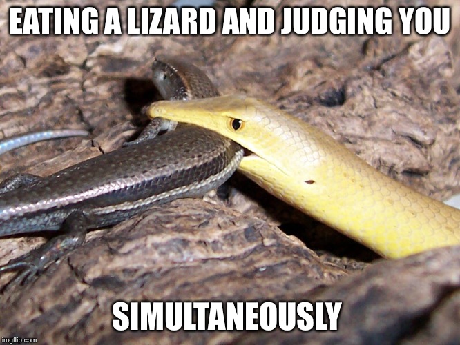 Image tagged in funny,judgemental,lizard,funny animals Imgflip