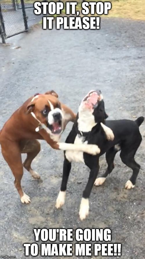 Image tagged in dog laughing Imgflip