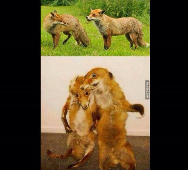 Drunk fox Blank Template Imgflip