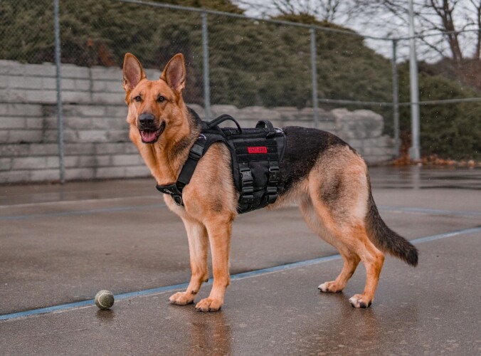 Choosing the Best Puppy Teething Rings 5 Key Factors to Consider