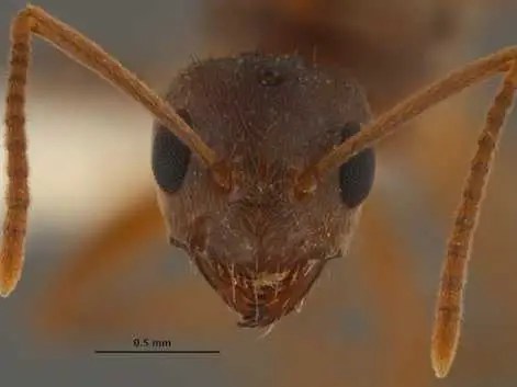 Crazy Ants Invading Southeastern US - Business Insider