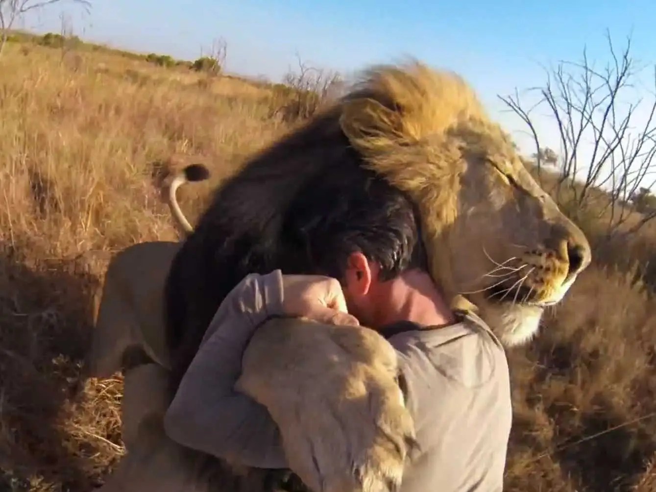 Lions Hugging