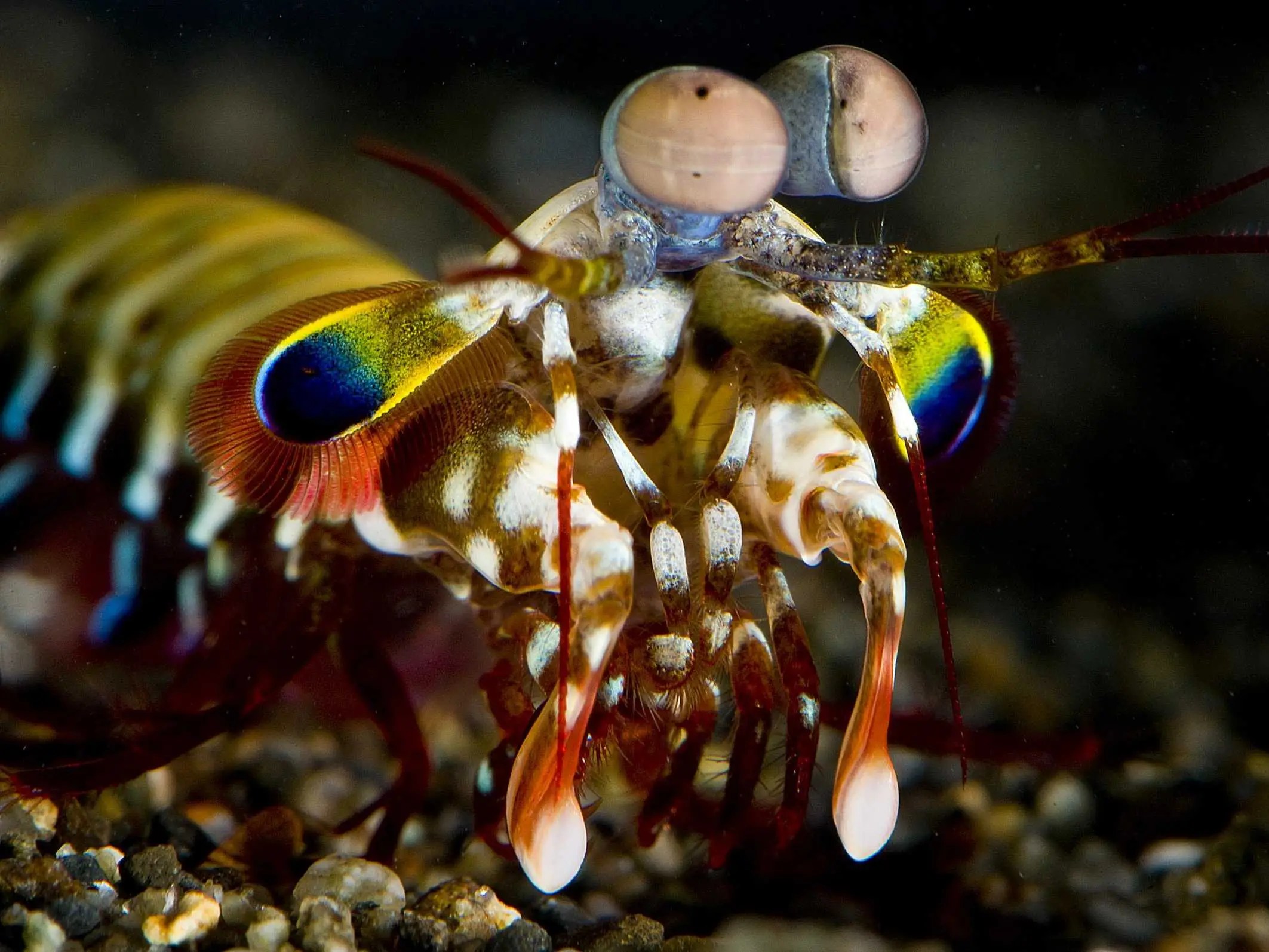 The Mantis Shrimp Color Vision System Business Insider