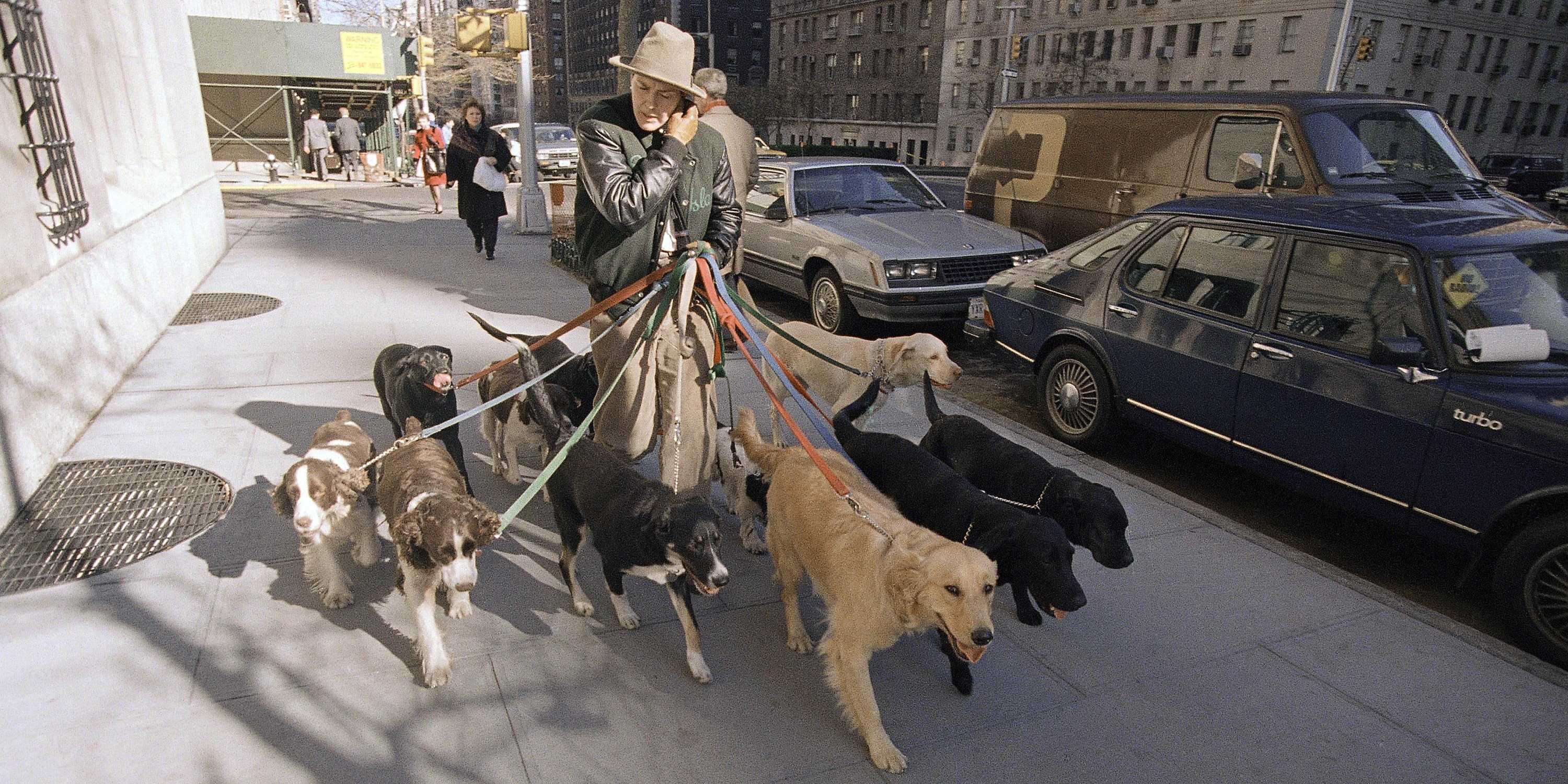 Dog Walking in New York