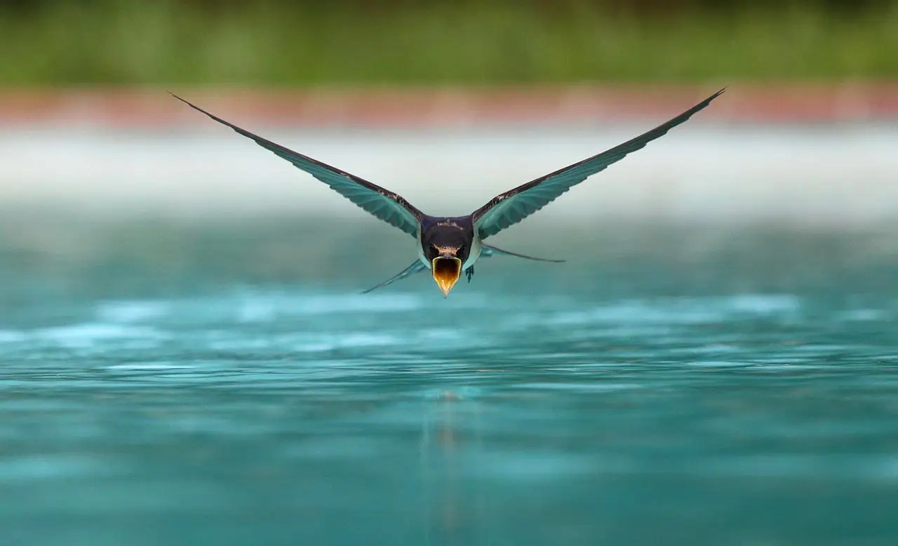 Sea Bird Crossword Clue 6 Letters