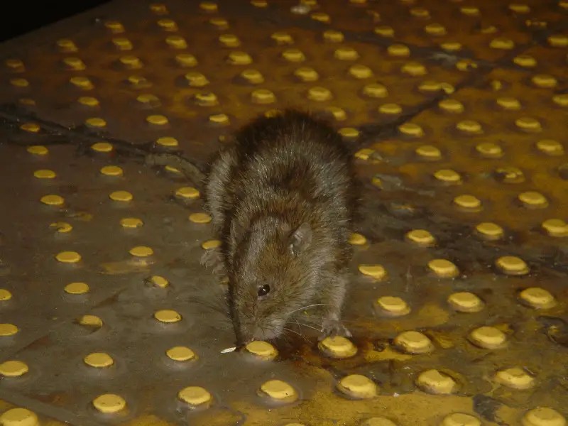 All the Germs and Viruses in NYC's Subway Rats