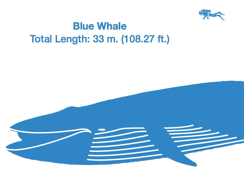 Blue Whale Size Comparison Chart