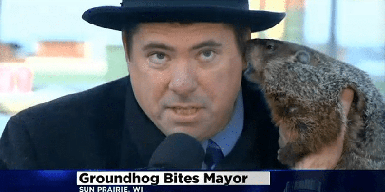 A Groundhog Just Chomped Down on a Wisconsin Mayor's Ear Business Insider