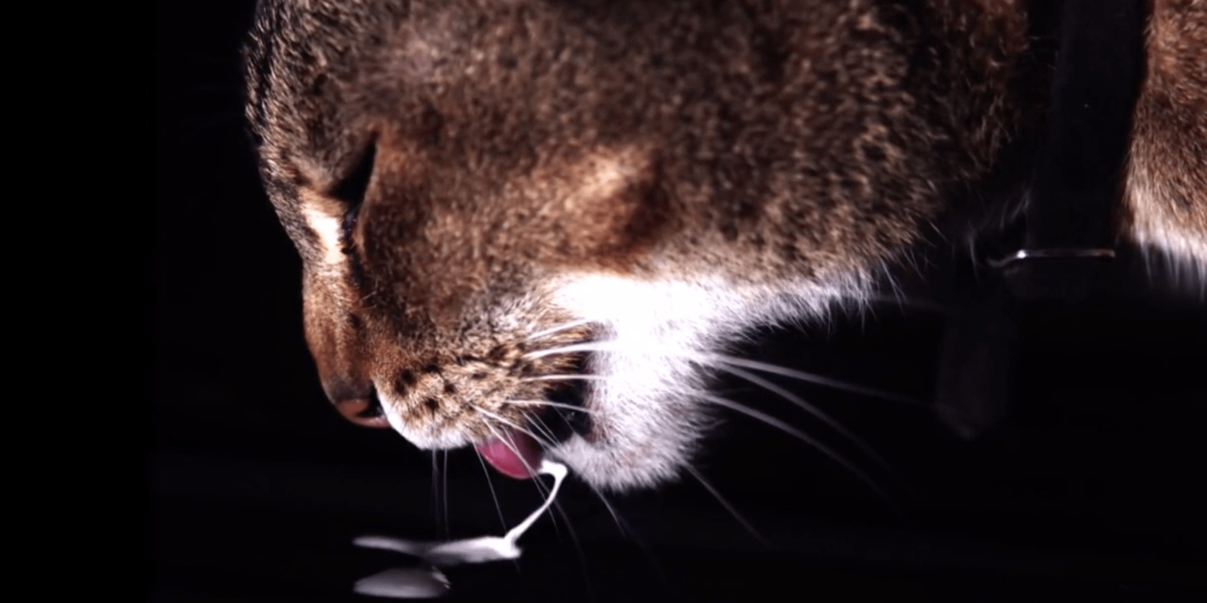 Cats and Dogs Drinking Water SlowMotion