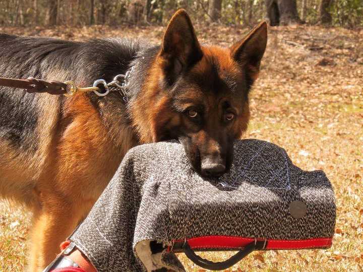 How Can I Train My German Shepherd Puppy At Home