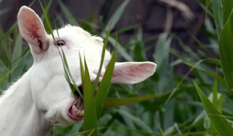 Amazon will now let you rent a live goat Business Insider