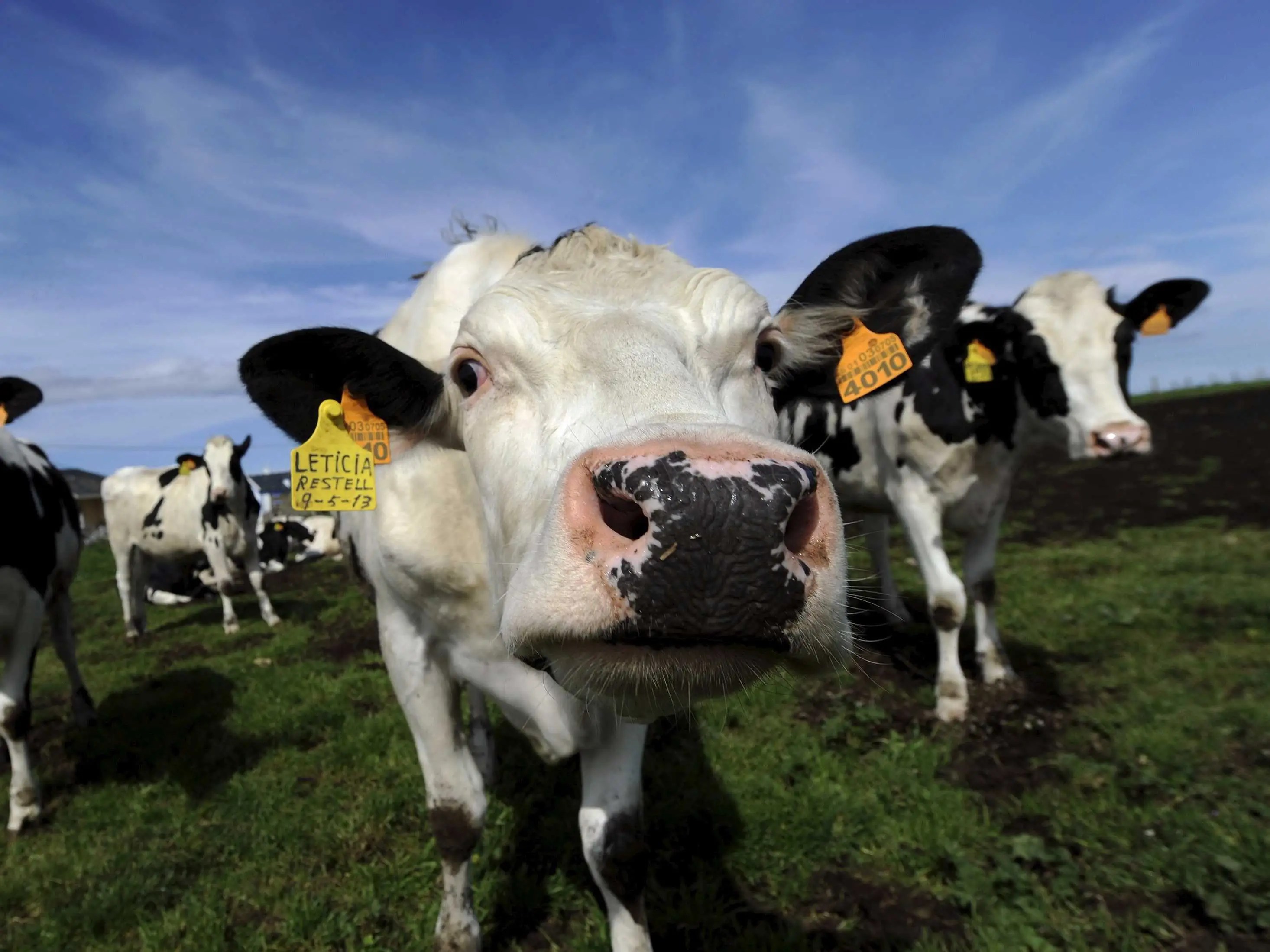 Dairy Cow Meat Taste Farm House