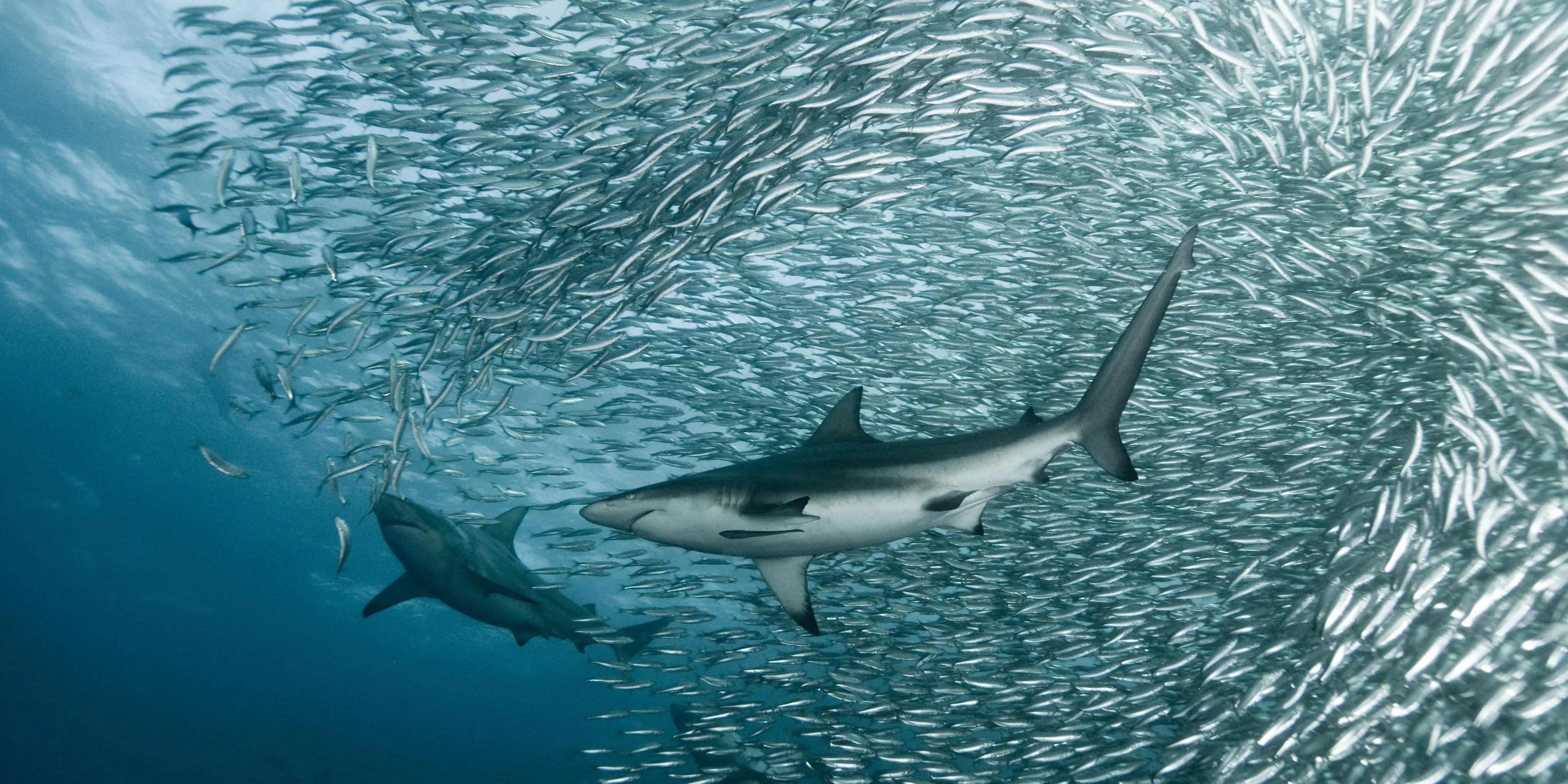 The 16 Best Science Documentaries on Netflix Right Now