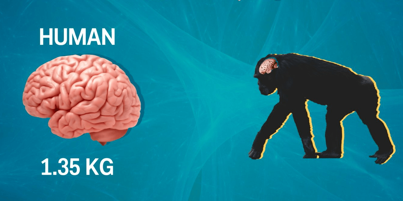 How the Human Brain Compares to Other Animals Business Insider