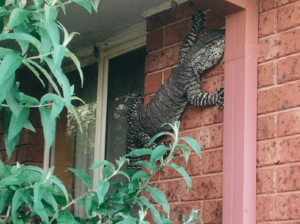 Photo Of A Giant Wall-Climbing Lizard In Australia Is Real