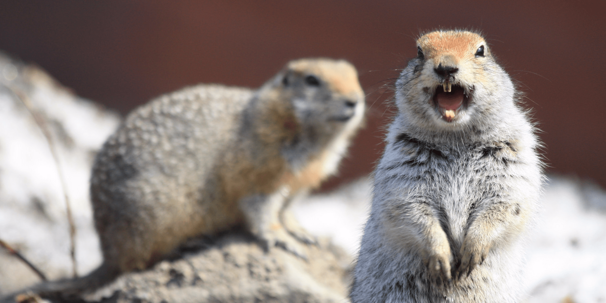 7 animals that can survive freezing temperatures Business Insider