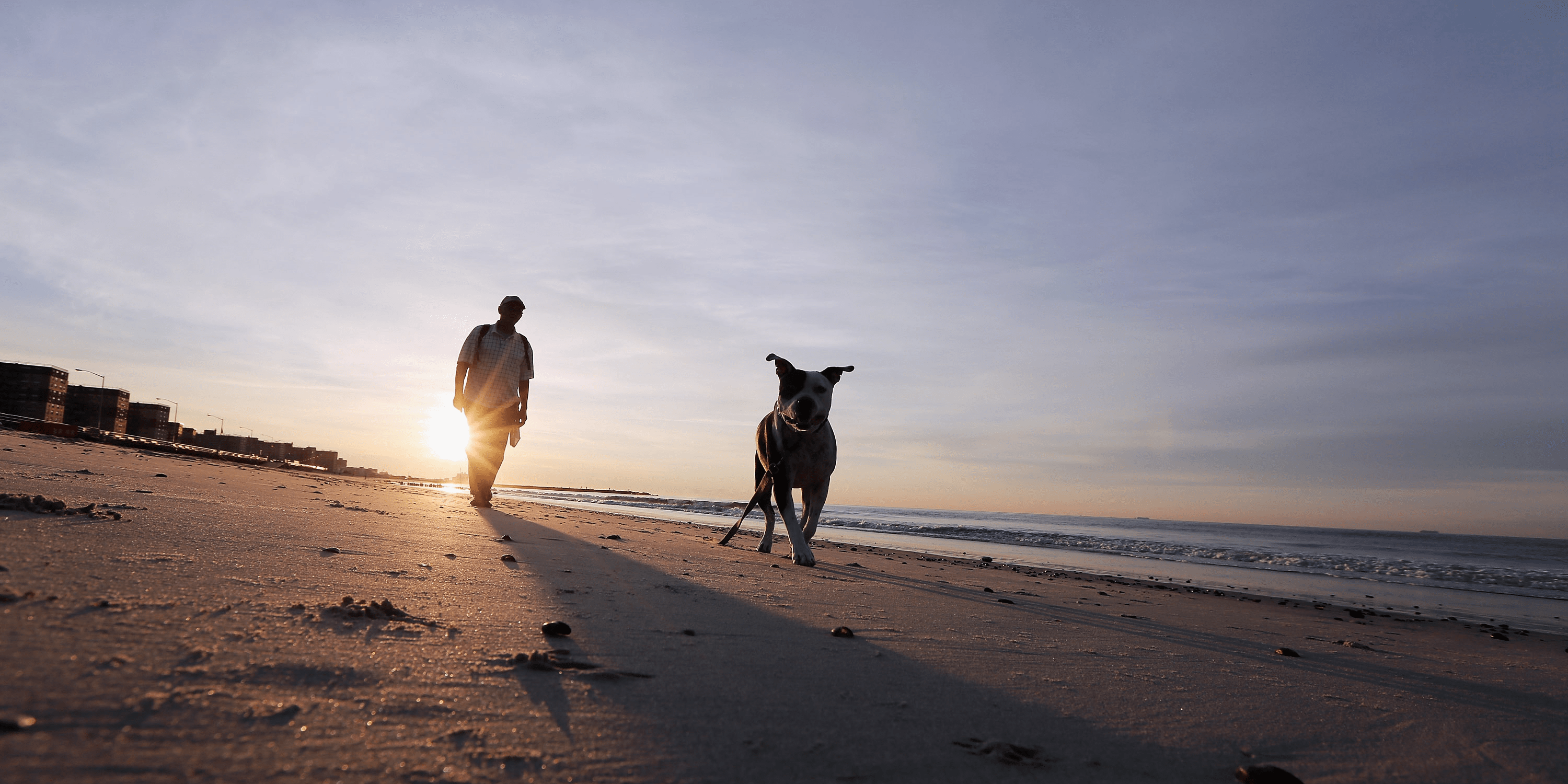 Berlin Created Driver's Licenses for Dogs Business Insider