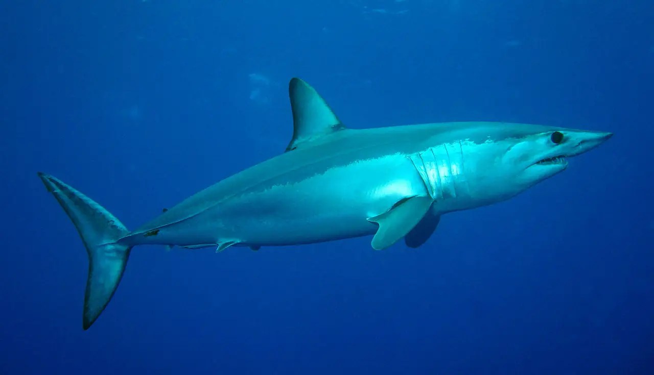 Most Dangerous Sharks List