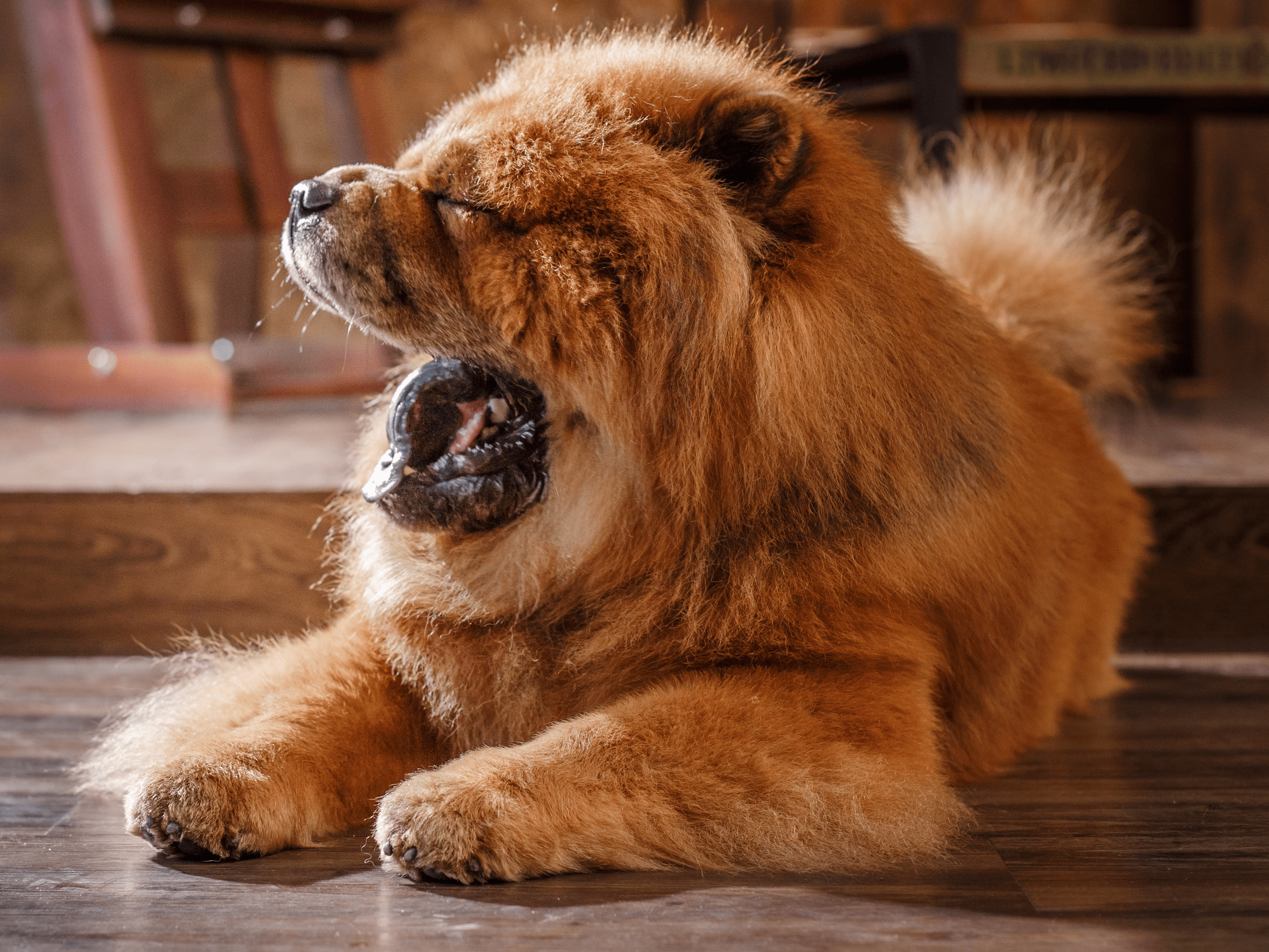 America's least active dog breed is the chow chow