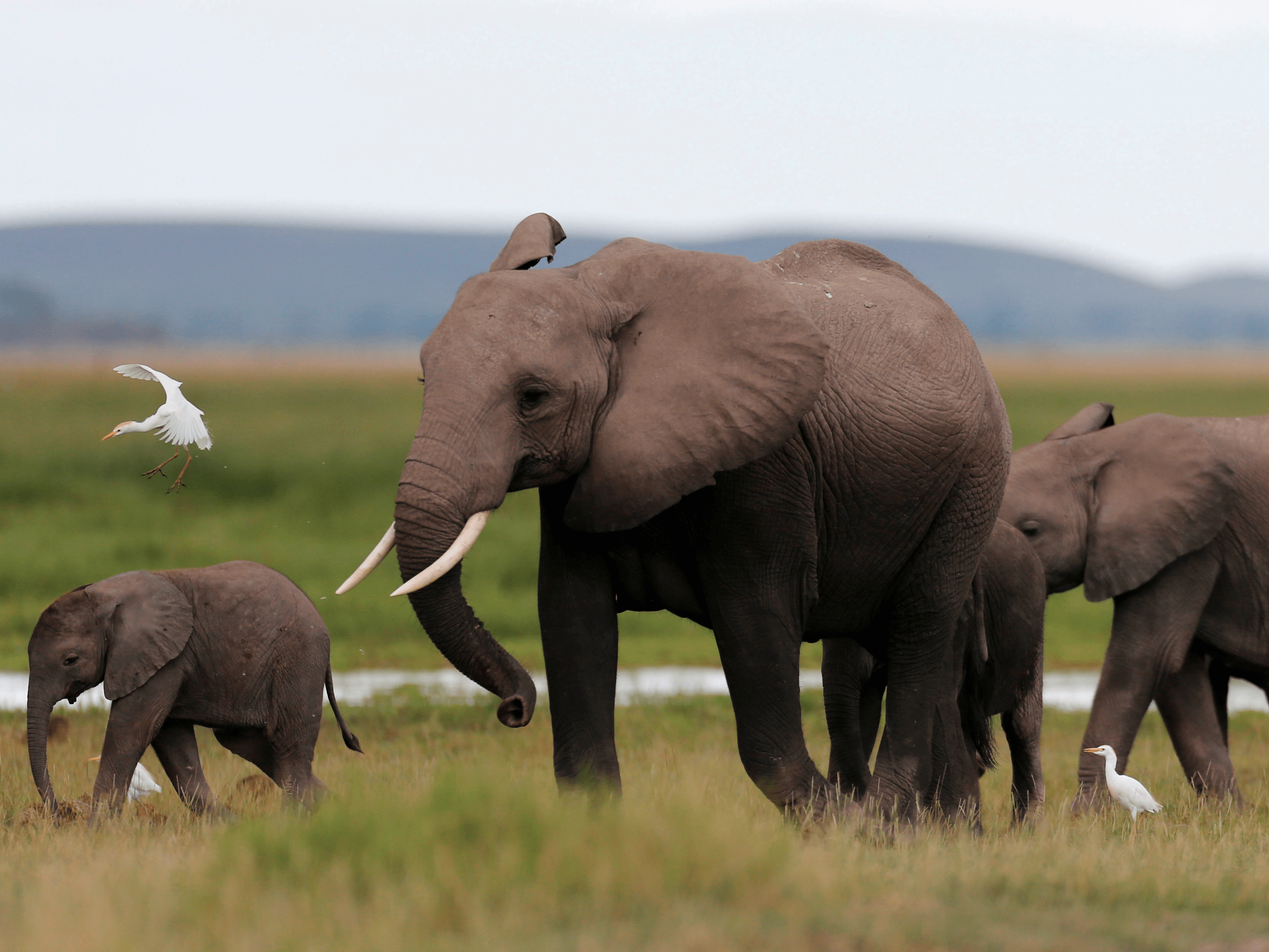 How Smart Are Elephants?