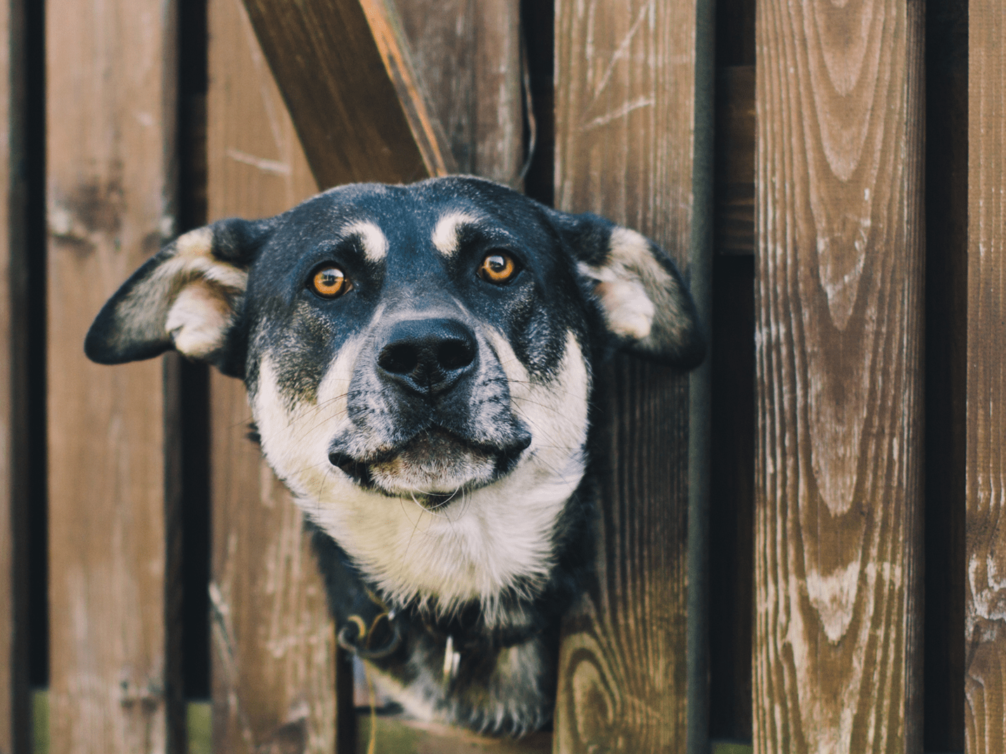 How Many Dogs Run Away Each Year