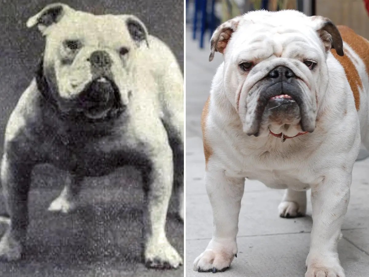 What Dogs Look Like 100 Years Ago