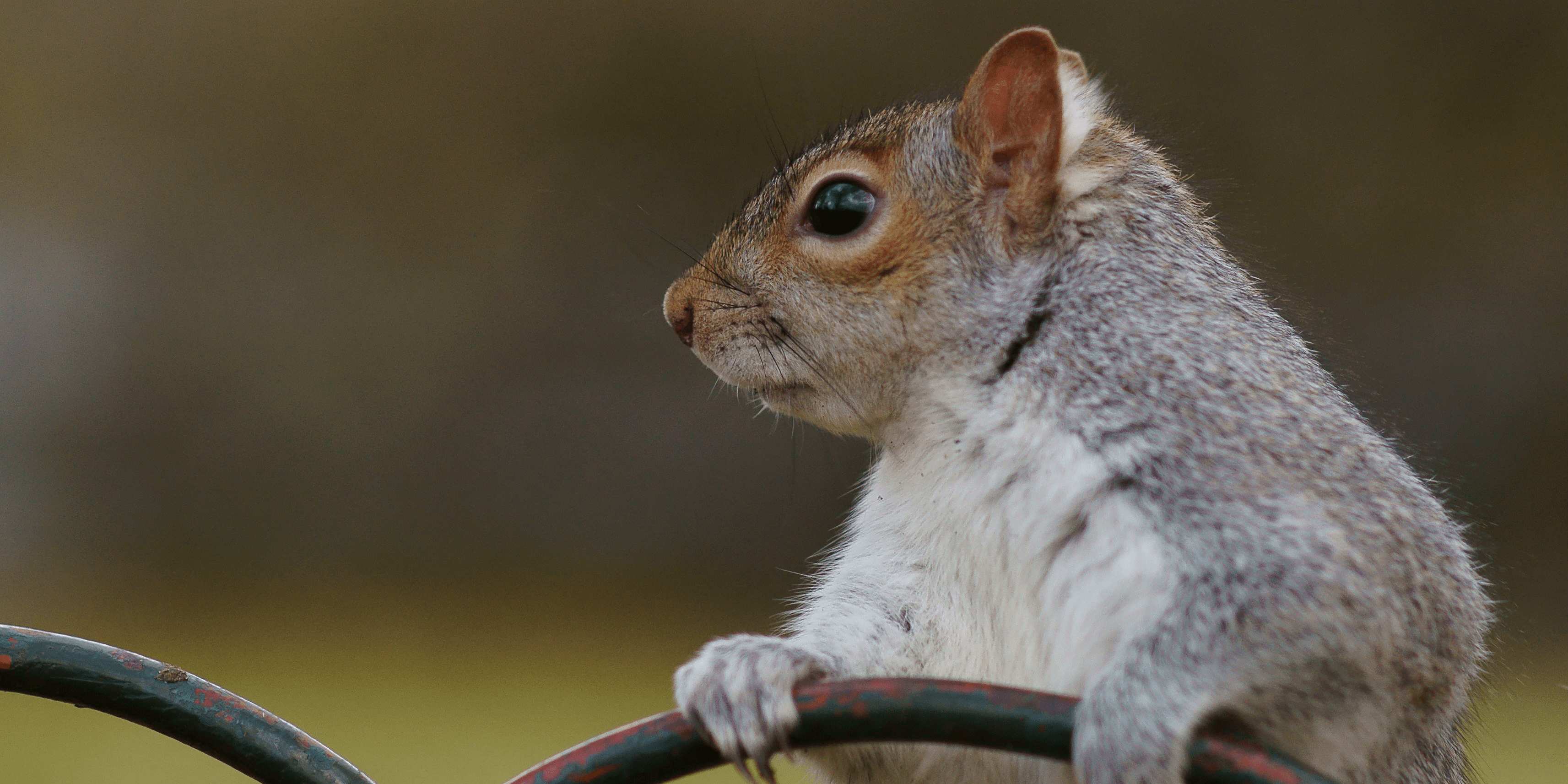 What Are the Smartest Animals?