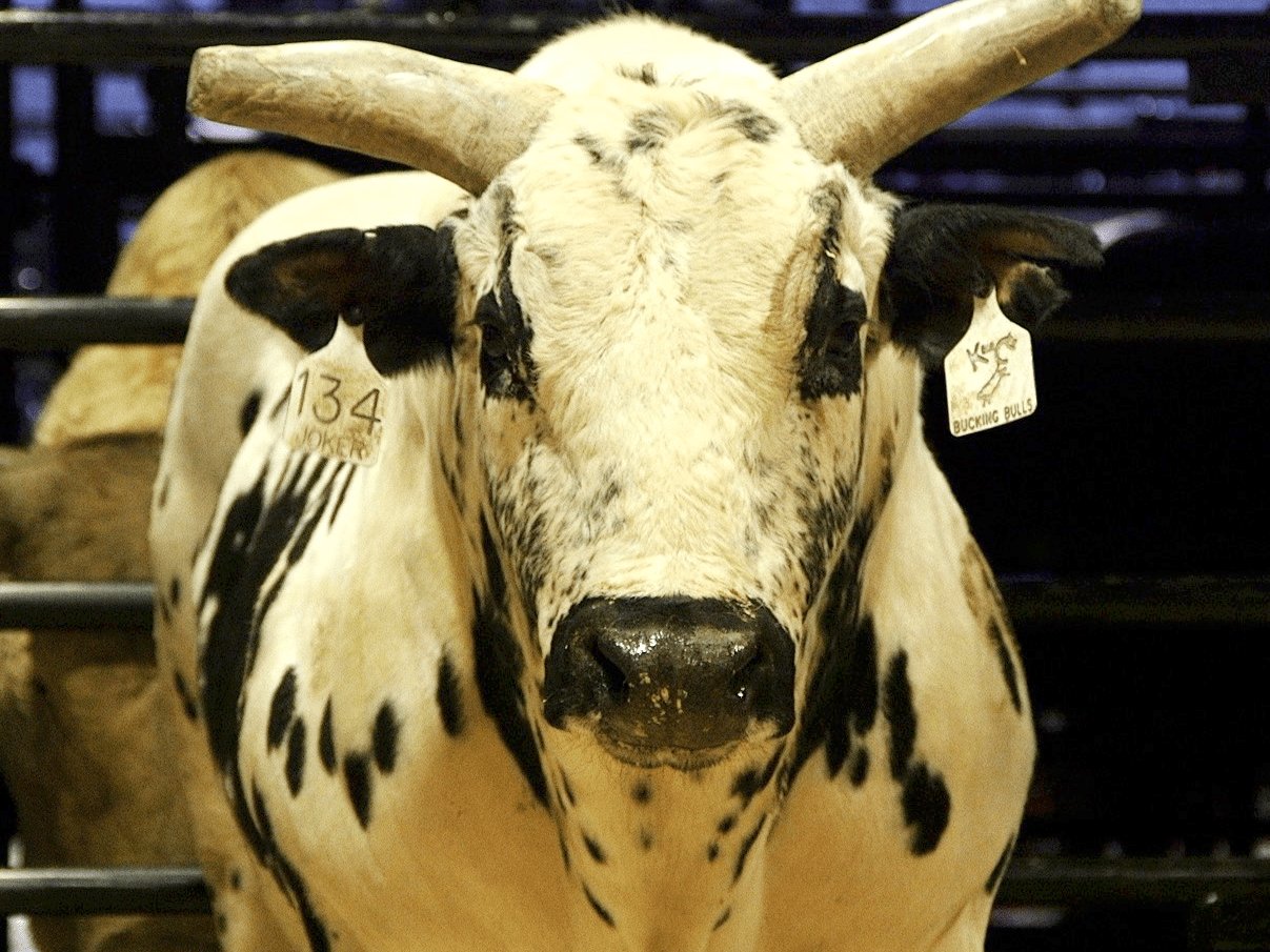 Bucking Bulls