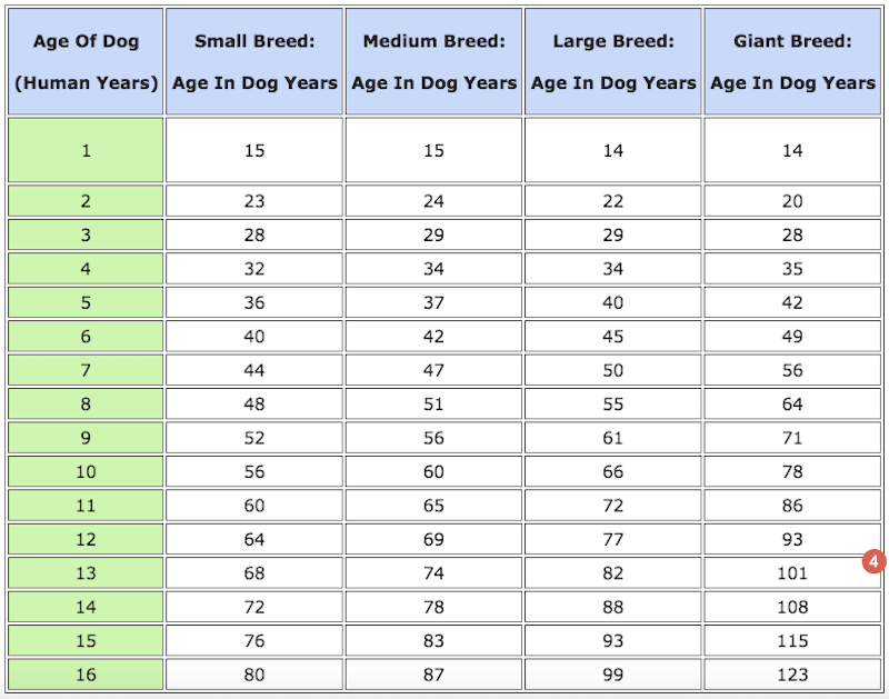 Dog Age Chart Months The Y Guide