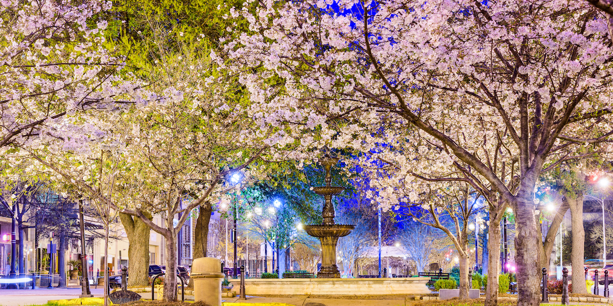 Macon Ga Cherry Blossom Festival 2023 Schedule Of Events