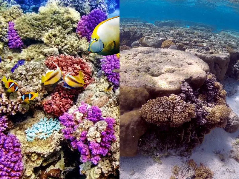 Coral Reefs Before And After