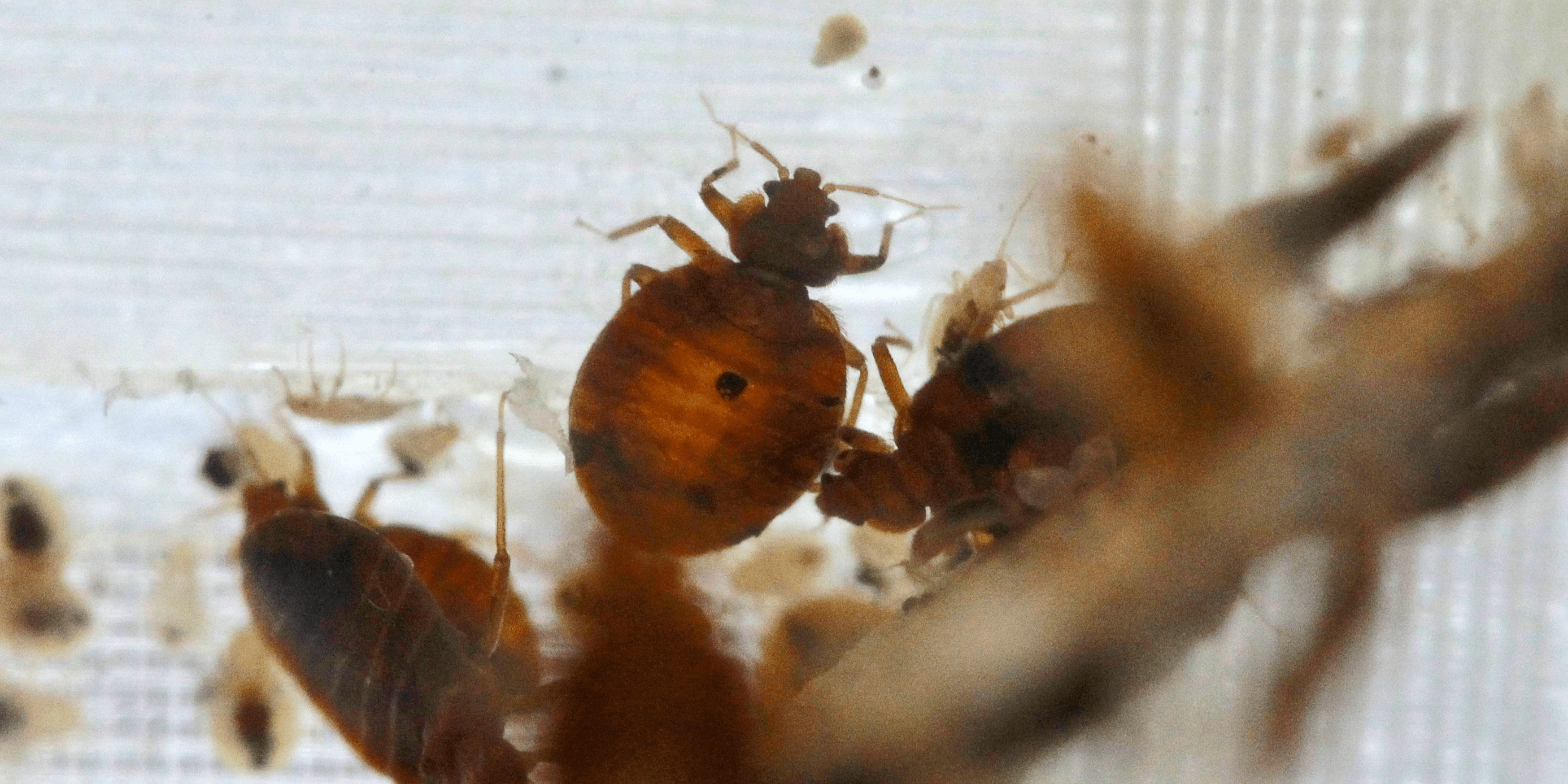 How to Find Out If Your Building or Hotel Has Bed Bugs Business Insider