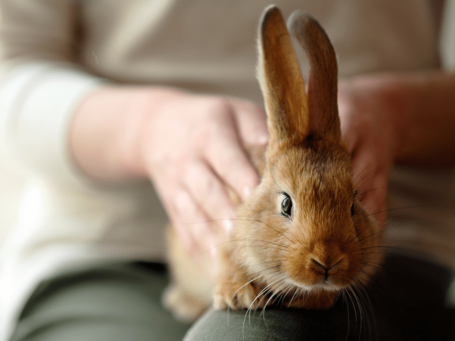 Things to Know Before Getting a Rabbit Business Insider