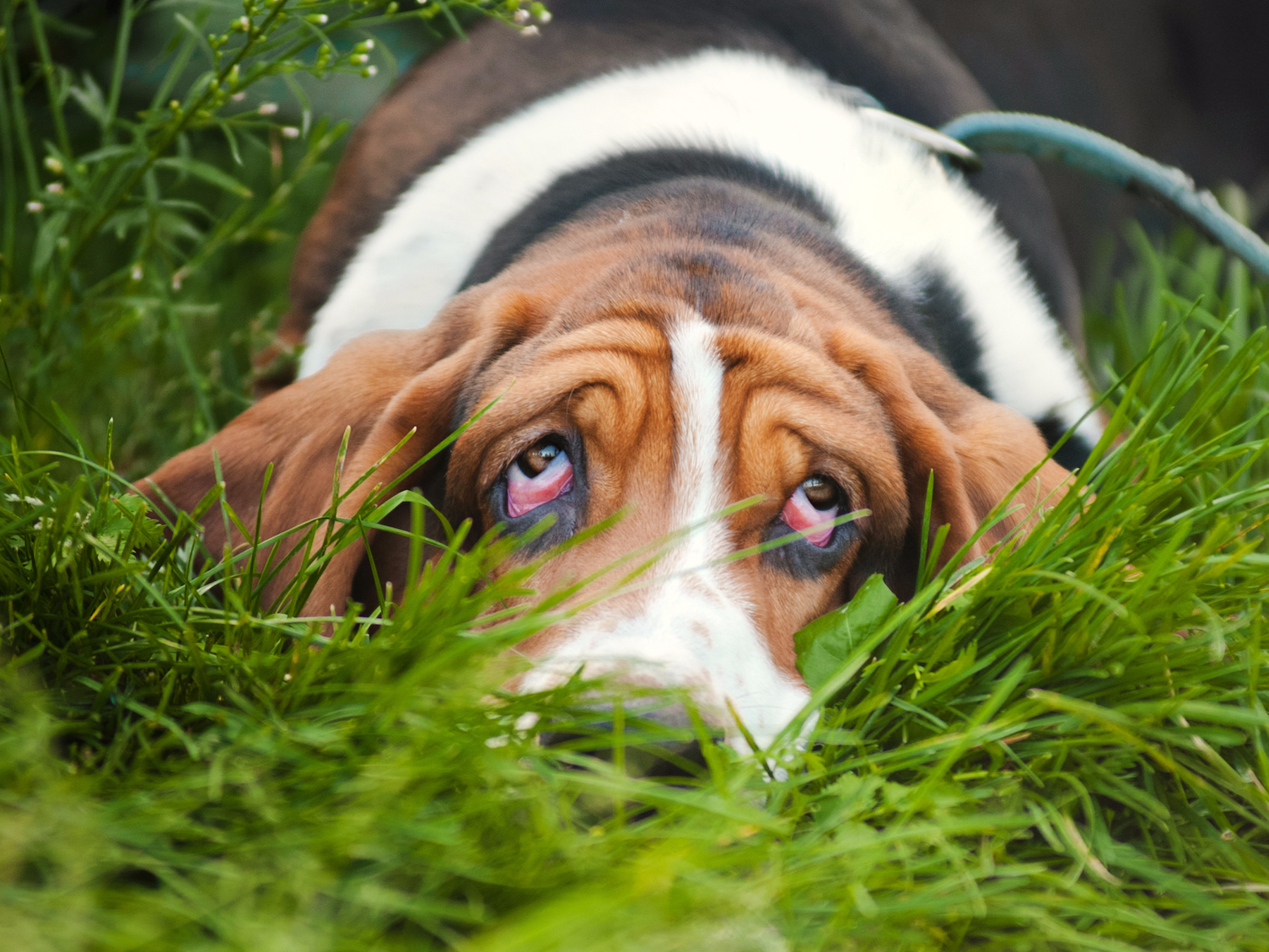 Do Dogs Think Theyre Human