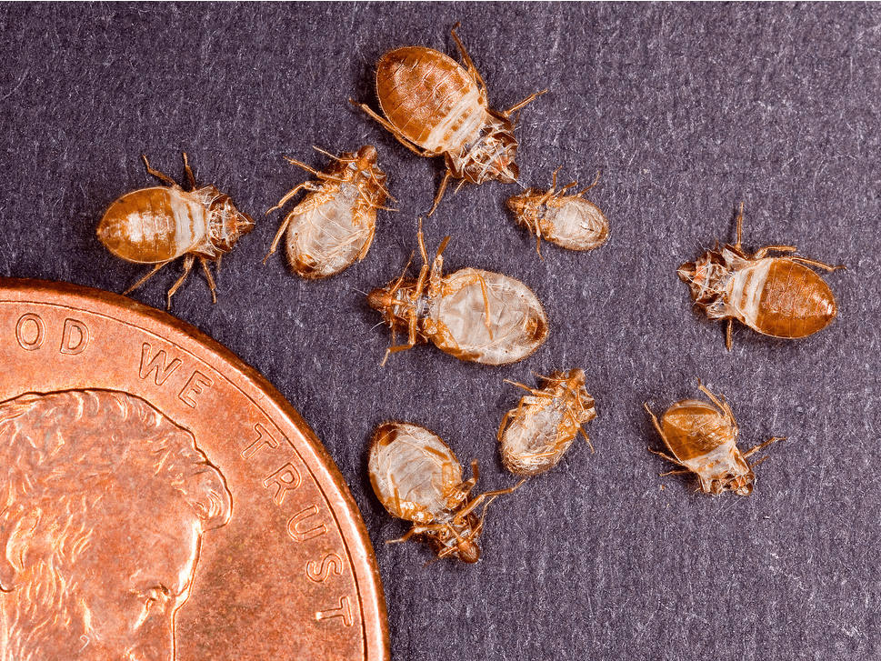 The Quickest Way to Tell If Your Hotel Room Has Bedbugs