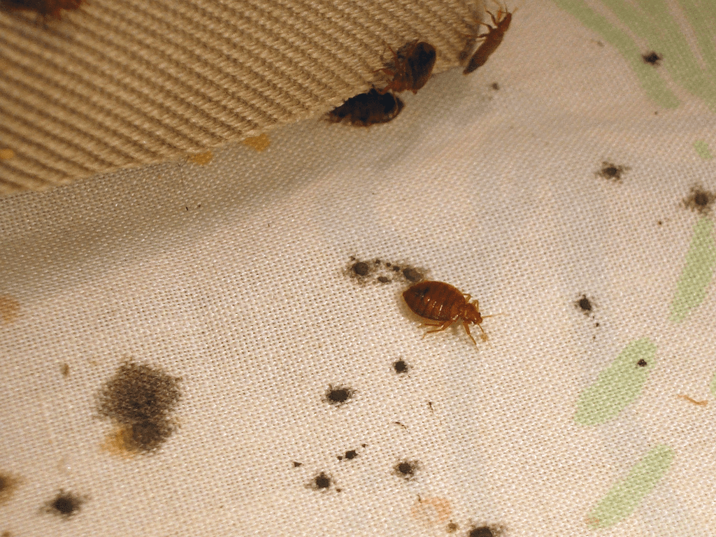 Here Are the Best Ways to Avoid Bed Bugs Business Insider