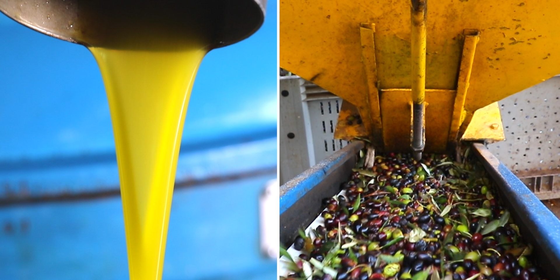 How an Olive Oil Mill Makes 'Extra Virgin' Oil the Traditional Way