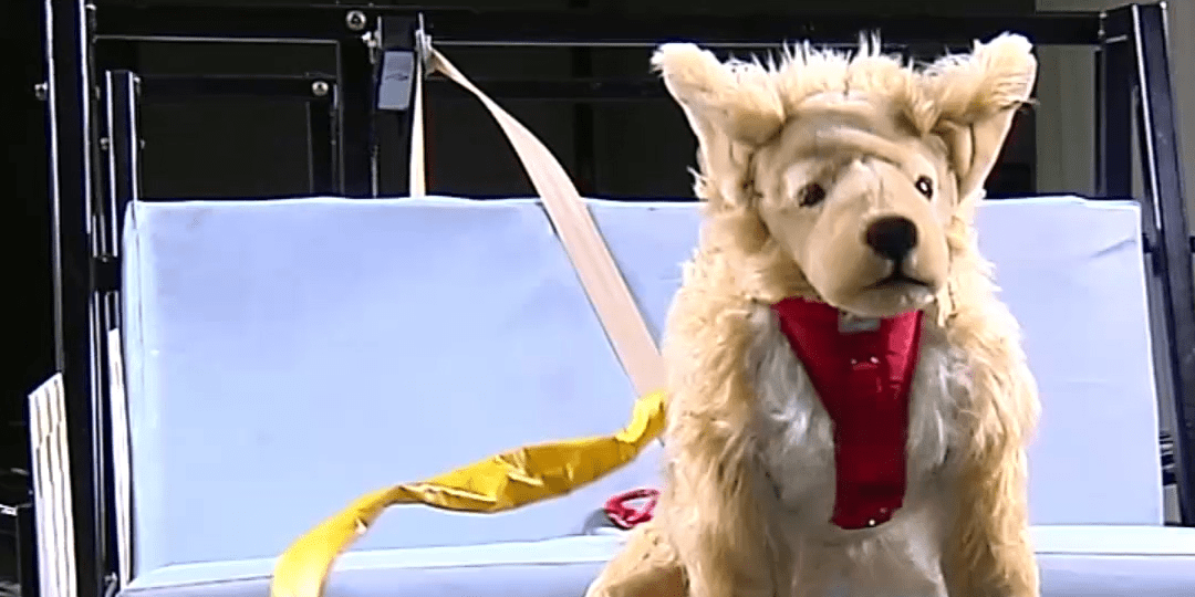 A Nonprofit Performs Crash Tests for Pet Products