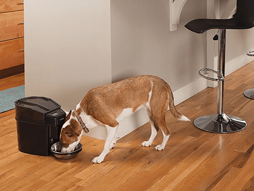 Are Automatic Dog Feeders Good