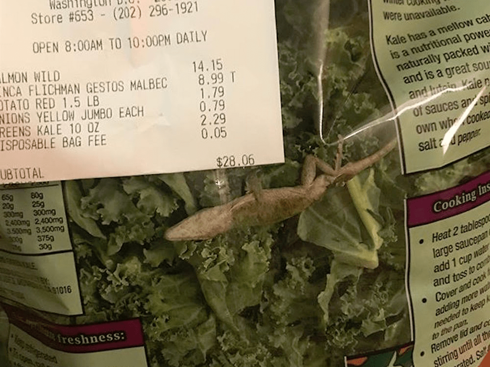A Trader Joe's Customer Says She Found a Dead Lizard in a Bag of Kale
